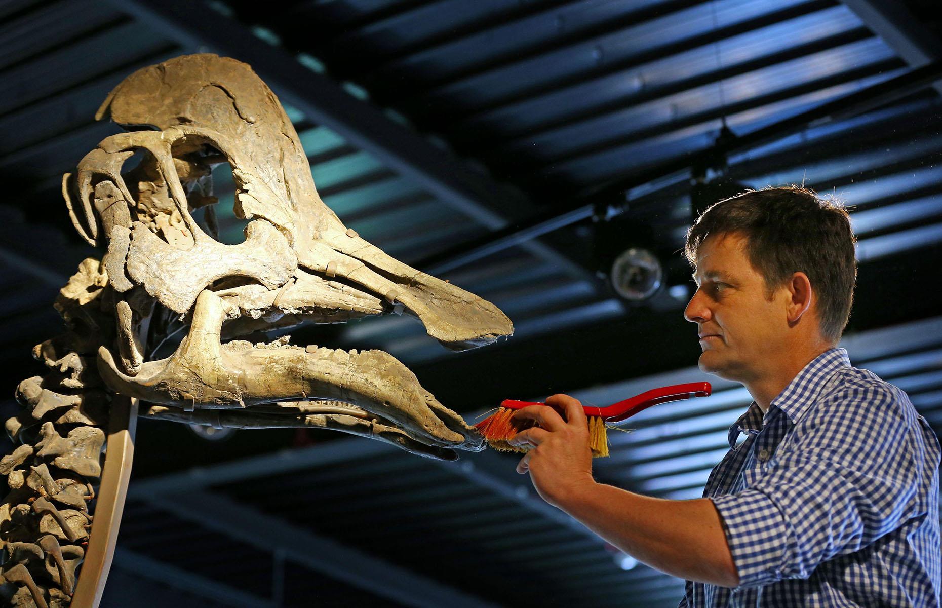 Freya the Harpocrasaurus: $163,000 (£126k)